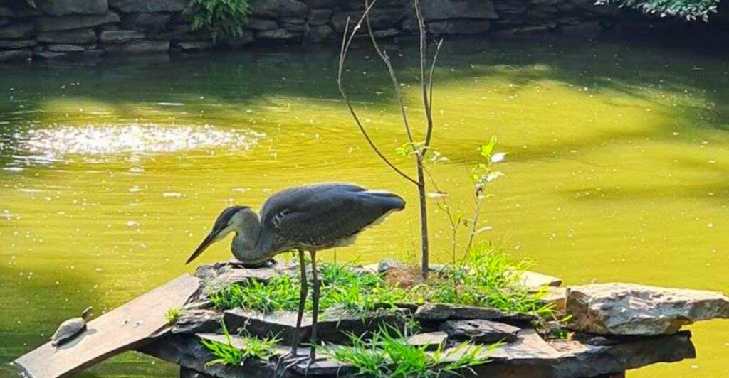 This Hidden Philadelphia Garden Has Waterfalls, Turtles, and 123 Bird Species – Yet Most People Walk Right Past It