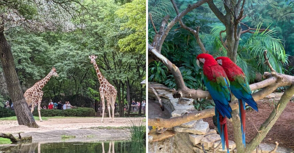 This Illinois Zoo Changed Zoo Design Forever by Removing the Bars Between Visitors and Animals