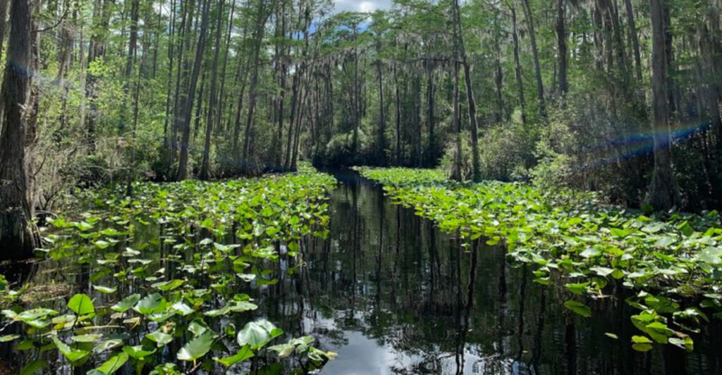 This Legendary Georgia Refuge Is Home To One Of America’s Last Great Wilderness Swamps