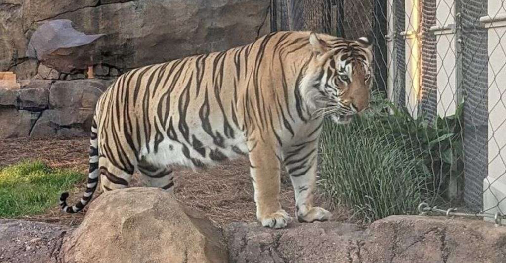This Louisiana Habitat Is Home to One of America’s Most Famous Tigers