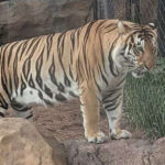 This Louisiana Habitat Is Home to One of America’s Most Famous Tigers