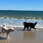 This Massachusetts Beach Is Famous For Sand That Actually Sings Under Your Feet