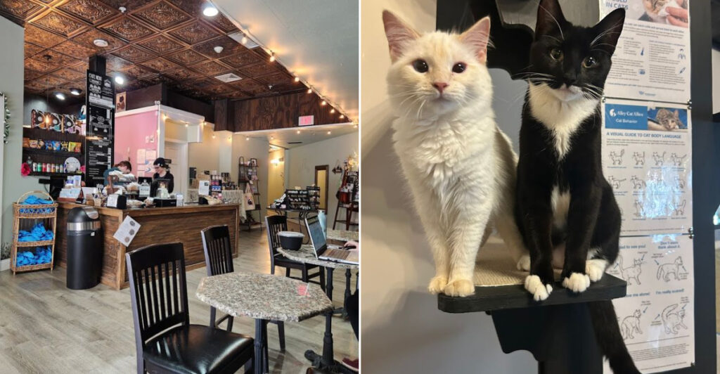 This Massachusetts Cat Lounge Pairs Coffee With Adoptable Cats