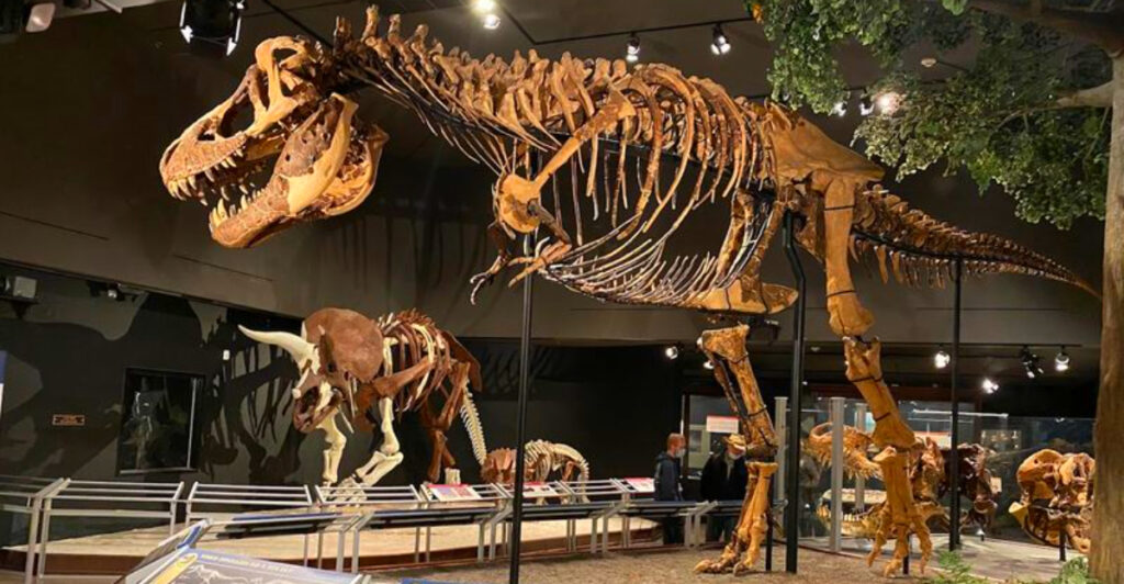 This Montana Museum Has One of the World’s Greatest T. Rex Collections – and Visitors Can’t Stop Talking About It