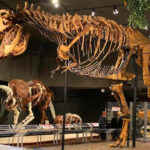 This Montana Museum Has One of the World’s Greatest T. Rex Collections – and Visitors Can’t Stop Talking About It