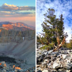 This Nevada National Park Is Home to Trees Older Than the Pyramids