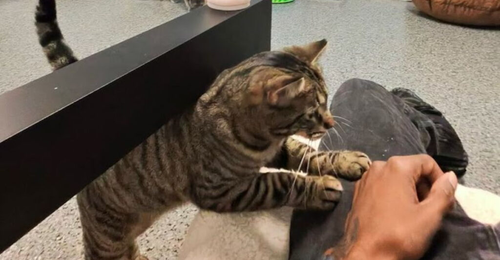 This North Carolina Cat Café Gives You 50 Minutes to Meet and Maybe Adopt Your New Best Friend