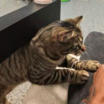This North Carolina Cat Café Gives You 50 Minutes to Meet and Maybe Adopt Your New Best Friend