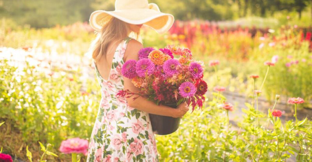 This North Carolina Destination Is Famous for Endless Rows of Picture-Perfect Dahlias