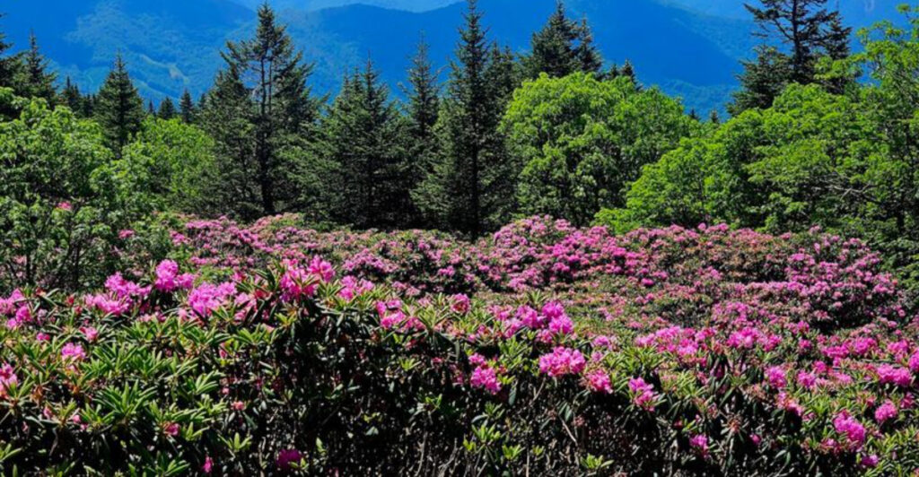 This North Carolina Destination Is Home to the World’s Largest Natural Rhododendron Garden