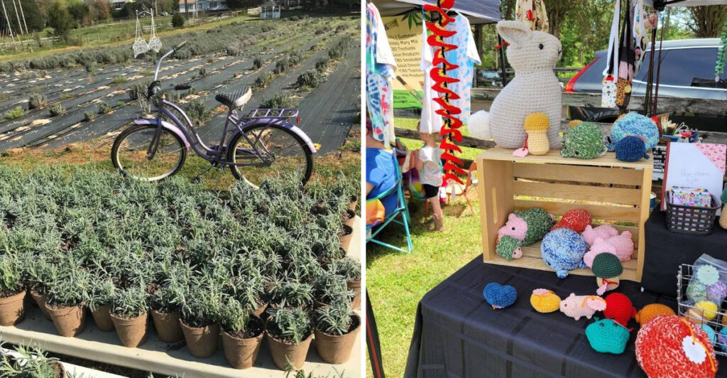 This North Carolina Farm Lets You Pick Lavender, Sip Slushies, and Meet Baby Pigs