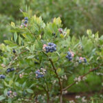 This North Carolina Farm in Roanoke Rapids Is the Perfect Place for Fresh $4 Blueberries