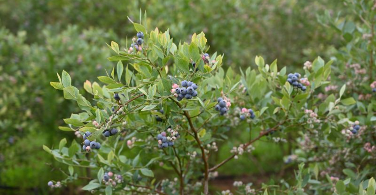 This North Carolina Farm in Roanoke Rapids Is the Perfect Place for Fresh $4 Blueberries