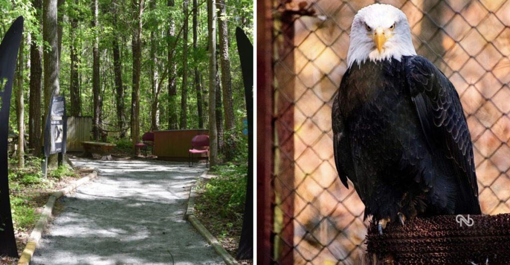 This North Carolina Forest Trail Winds Past Rescued Eagles, Owls, and Falcons Across 57 Shaded Acres