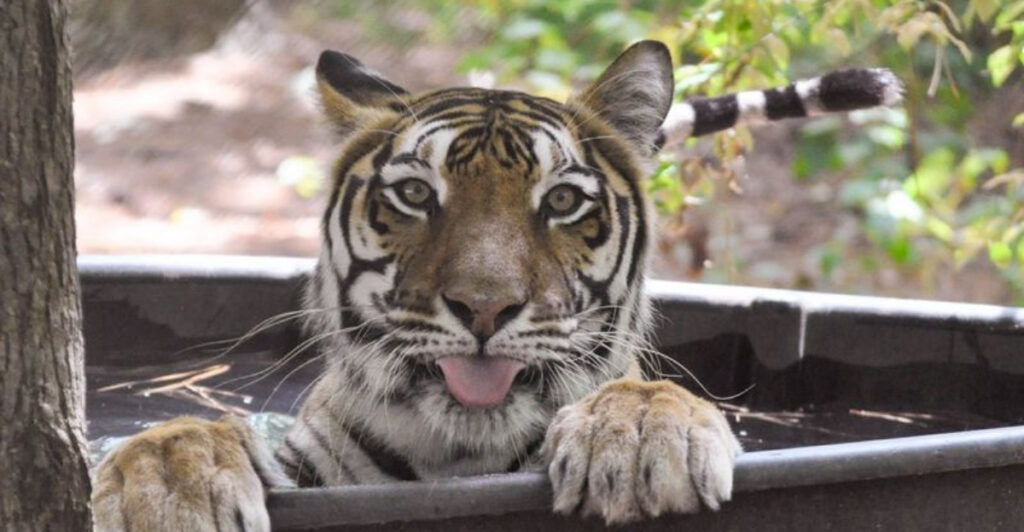 This North Carolina Sanctuary Is Home to Rescued Tigers and Big Cats Worth Traveling to See