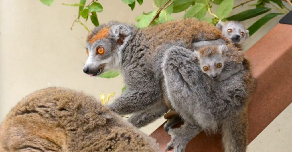 This North Carolina Sanctuary Is Home to the Largest Lemur Population Outside Madagascar