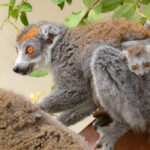 This North Carolina Sanctuary Is Home to the Largest Lemur Population Outside Madagascar