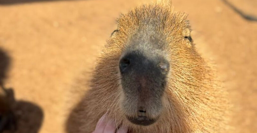 This North Carolina Wildlife Attraction Gives You the Chance to Meet Friendly Capybaras Face-to-Face