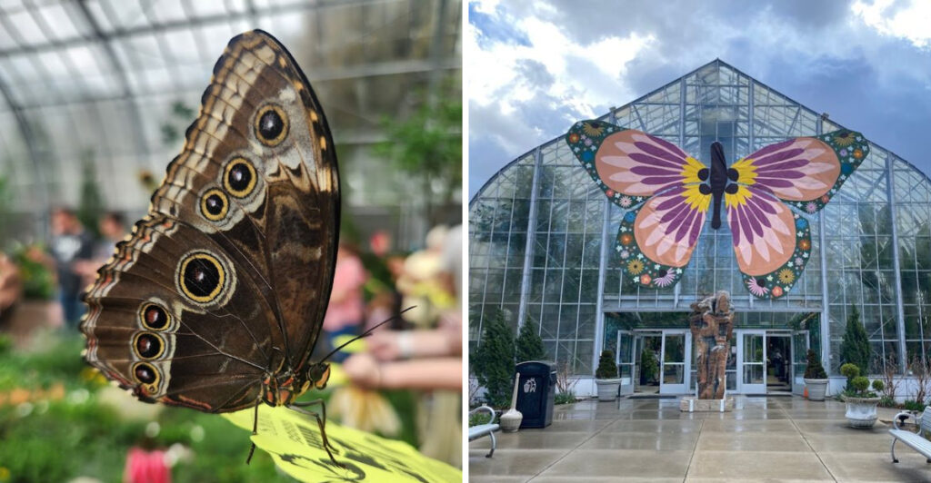 This Ohio Conservatory Lets Thousands of Butterflies Fly All Around You