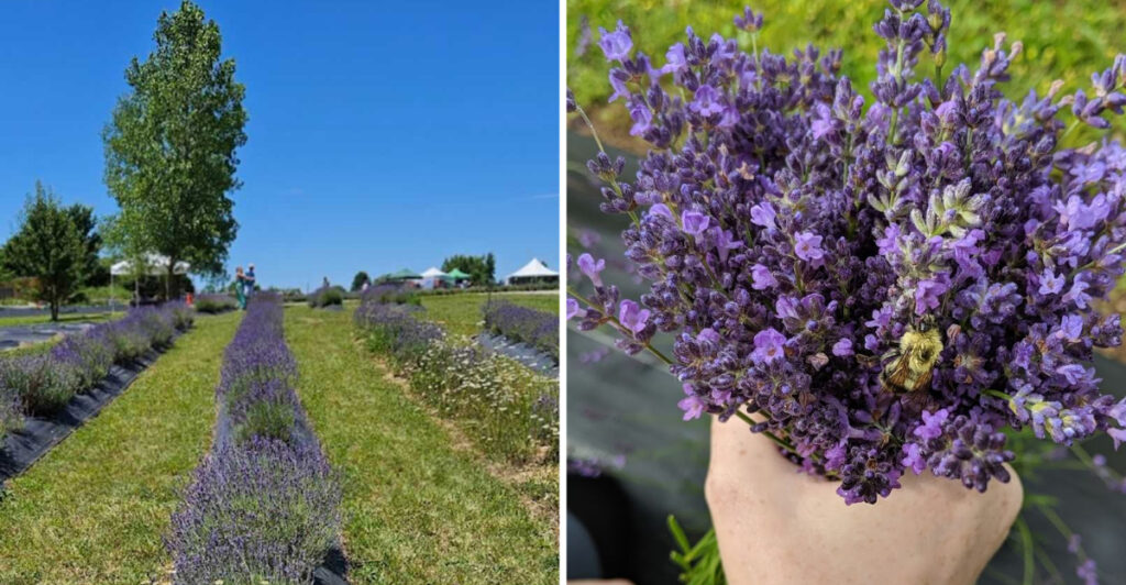 This Ohio Lavender Farm Feels Like a Peaceful Escape Straight Out of Provence