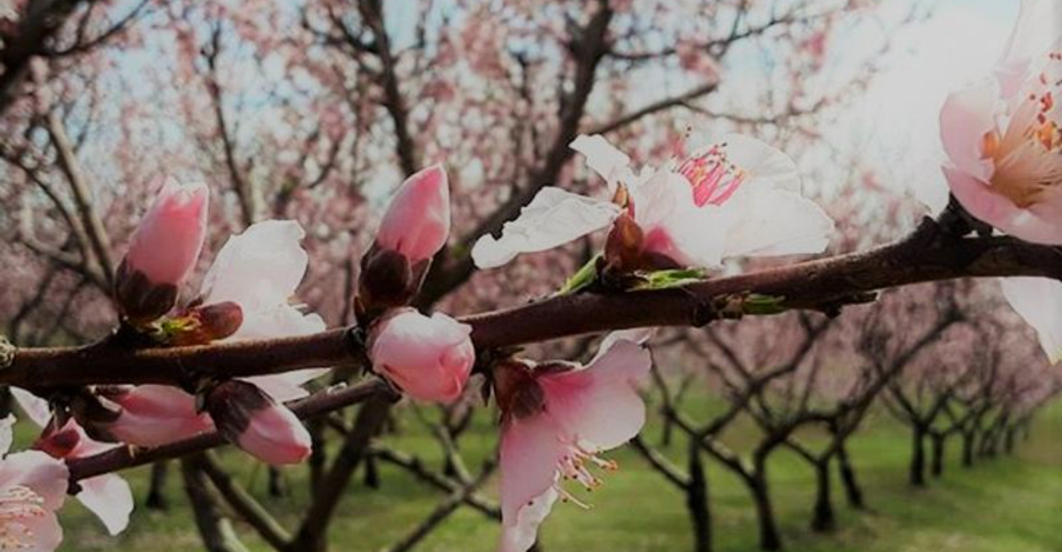 This Oklahoma Orchard Feels Like the Kind of Place Summer Memories Are Made Of