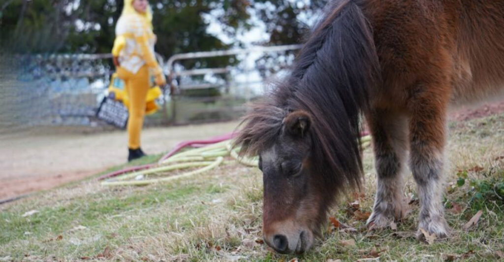 This Oklahoma Sanctuary Is Home to Rescued Farm Animals With Incredible Second-Chance Stories