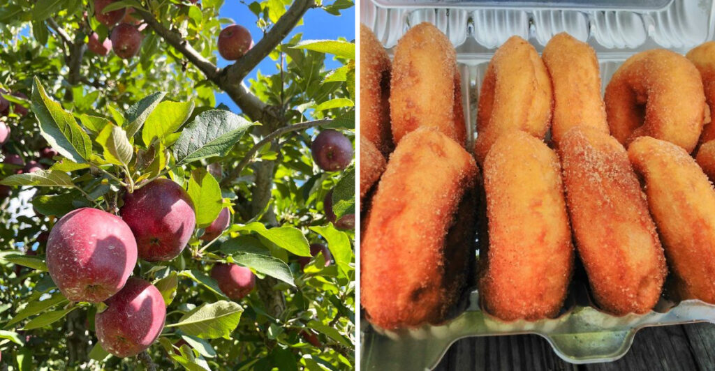 This Orchard in Hendersonville, North Carolina Is Famous for Fresh Apple Cider Donuts