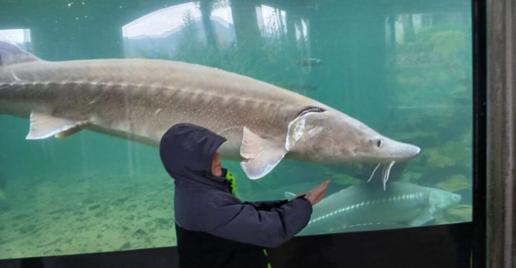 This Oregon Landmark Draws More Than a Million Visitors With Its Giant Fish Hatchery