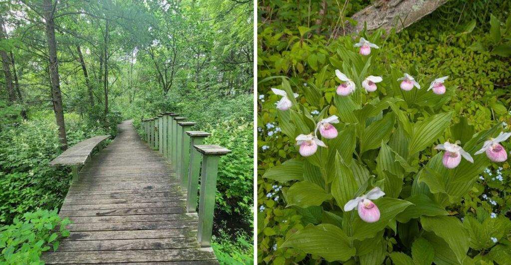 This Peaceful Minneapolis Garden Feels Like a Hidden World in Bloom