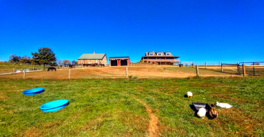 This Pennsylvania Farm Sanctuary Gives Rescued Cows, Pigs, and Goats a Second Chance – and Visitors Never Forget It
