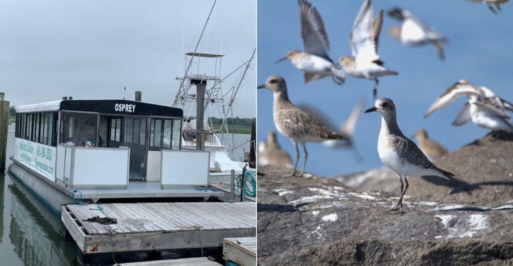 This Scenic New Jersey Coastal Experience Becomes Magical During Bird Migration Season