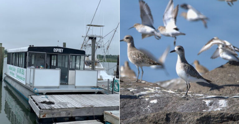 This Scenic New Jersey Coastal Experience Becomes Magical During Bird Migration Season