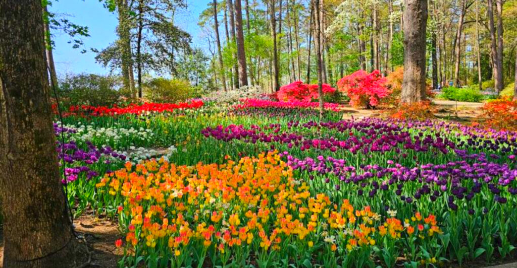 This Stunning Arkansas Garden Has 150,000 Tulips, a Glass Chapel, and Lakeside Trails That Feel Like a Fairytale