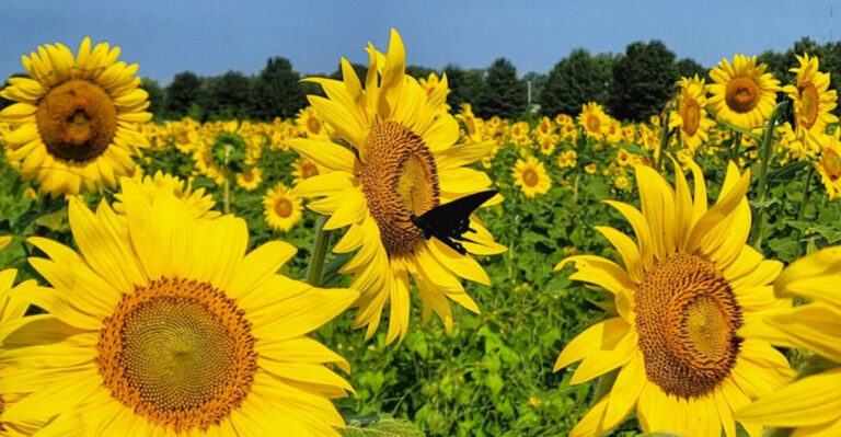 This Stunning Tennessee Sunflower Field Belongs On Your 2026 Summer Bucket List