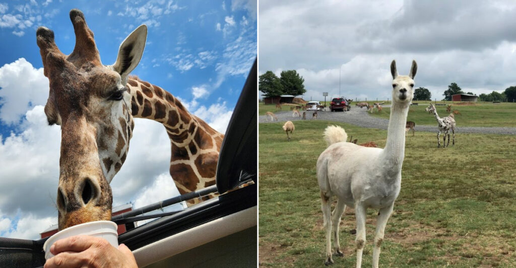 This Tennessee Safari Park Lets You Feed Exotic Animals From Your Car