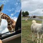 This Tennessee Safari Park Lets You Feed Exotic Animals From Your Car