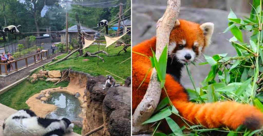 This Tiny Delaware Zoo Has Red Pandas, Giant Anteaters, and 120 Years of Family Memories