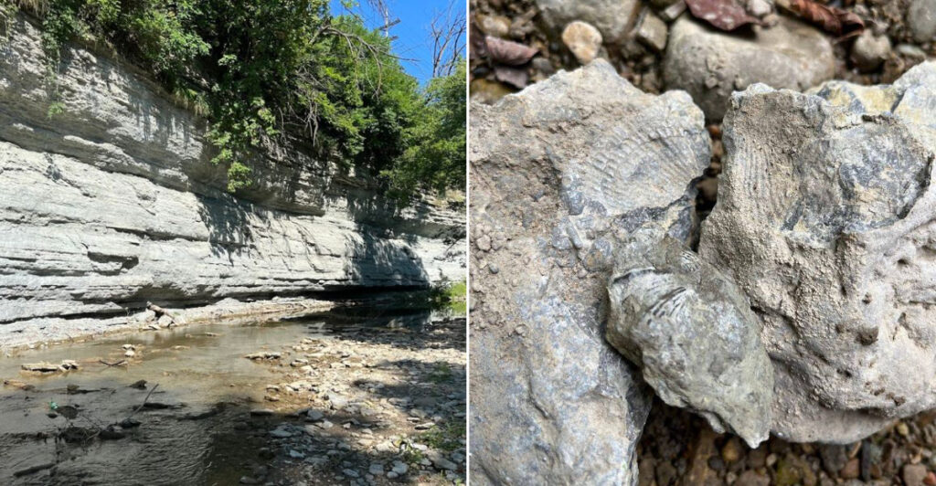 This Tiny Indiana Park Lets Visitors Take Home 445-Million-Year-Old Fossils