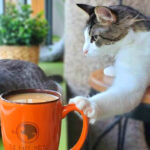 This Unique Minnesota Cafe Lets You Sip Coffee While Spending Time With Adorable Cats