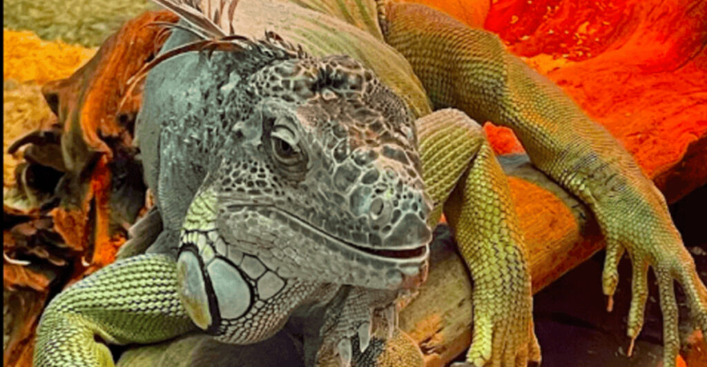 This Washington Animal Center Keeps The Reptile Legacy While Adding More Wildlife