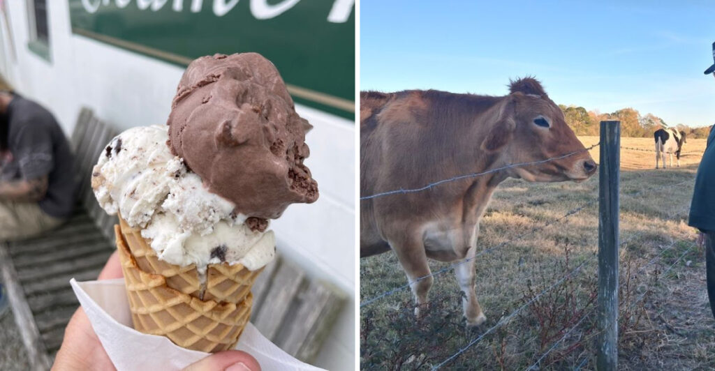 This Working Dairy Farm in North Carolina Serves Fresh Ice Cream Made Right on Site