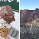 This Working Dairy Farm in North Carolina Serves Fresh Ice Cream Made Right on Site