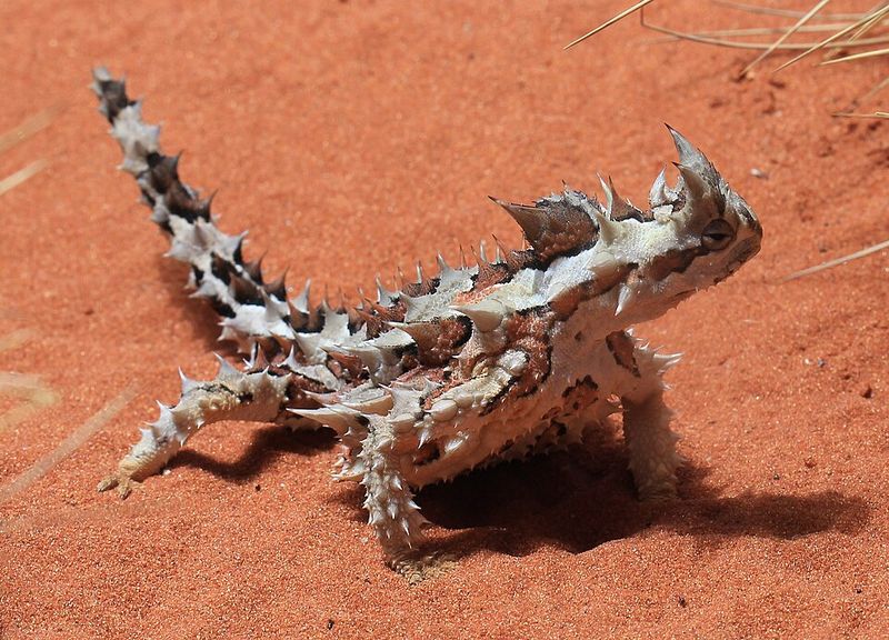 Thorny Devil