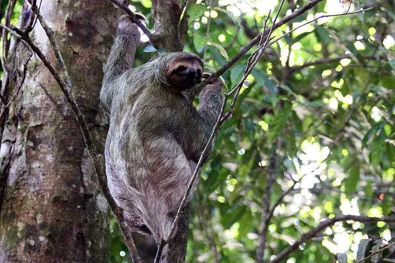 Three-Toed Sloth