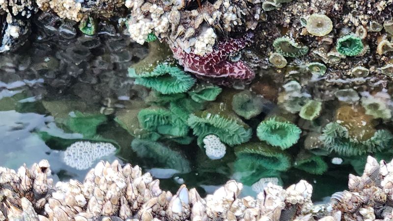 Tide Pools Teeming With Pacific Marine Life