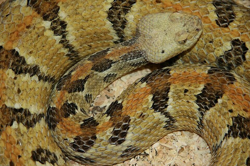Timber Rattlesnake