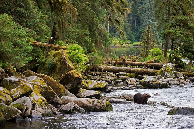 Tongass National Forest (Alaska, USA) Tongass National Forest (Alaska, USA)