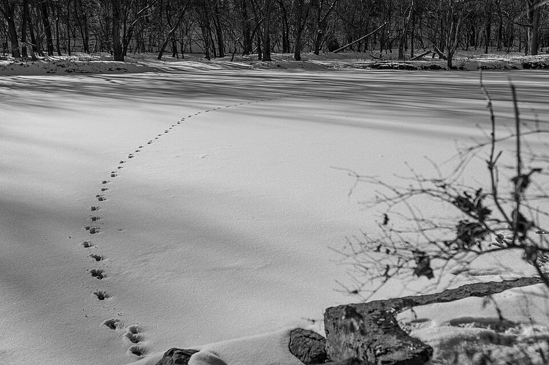 Tracking Animals and People Tracking Animals and People
