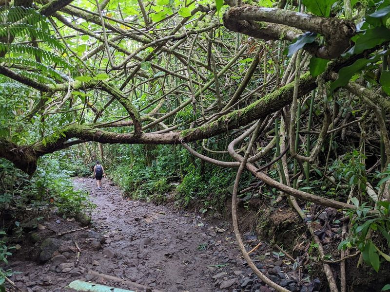 Trail Conditions and What to Expect Underfoot