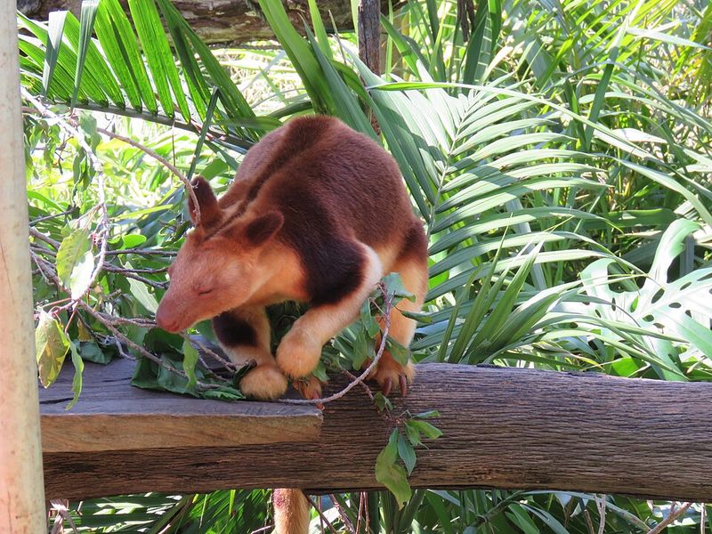 Tree Kangaroo